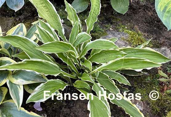 Hosta Duchess